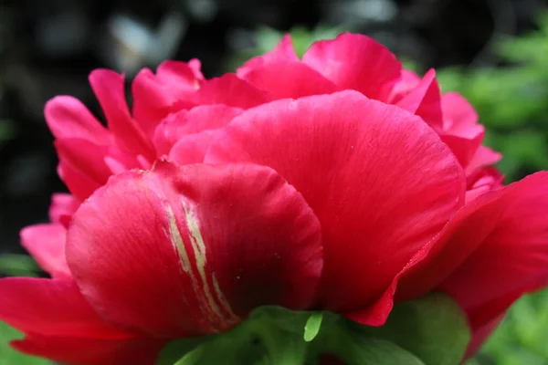 Бургундский Пеон Крупным Планом Цветение Весна Цветочный Праздничный Фон День — стоковое фото