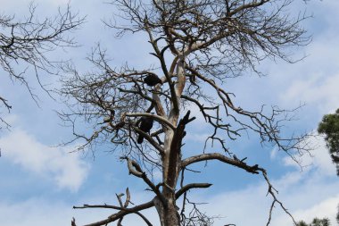 consequences of a fire in the forest. Burnt dead trees against the background of green grass. spring.