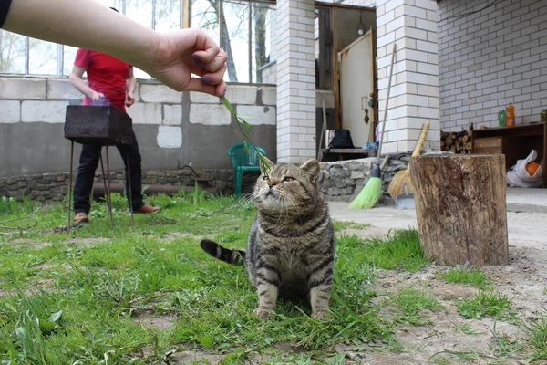 国内の短毛の灰色の縞模様の猫が芝生の上で遊んでいます 接近中だ ストリートキャット — ストック写真