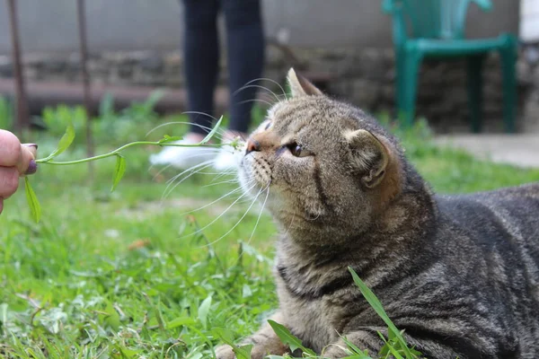 国内の短毛の灰色の縞模様の猫が芝生の上で遊んでいます 接近中だ ストリートキャット — ストック写真