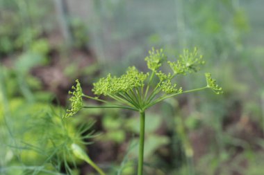 Dereotu çiçekleri yakın plan. Yeşilliğin çiçek açması. Yaz. Sebze vitamini yetiştiriyorum..