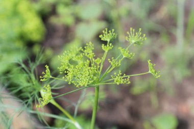 Dereotu çiçekleri yakın plan. Yeşilliğin çiçek açması. Yaz. Sebze vitamini yetiştiriyorum..