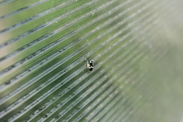 Pequeno Inseto Vidro Plástico Verão — Fotografia de Stock