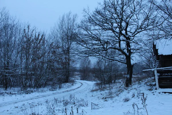 Зимний Снежный Пейзаж Холодных Тонах Деревья Кусты Трава Снегу — стоковое фото
