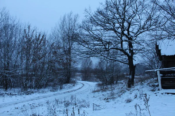 Paysage Enneigé Hiver Dans Des Couleurs Froides Arbres Buissons Herbe — Photo