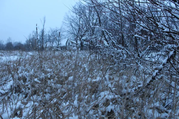 Inverno Paesaggio Innevato Colori Freddi Alberi Cespugli Erba Nella Neve — Foto Stock