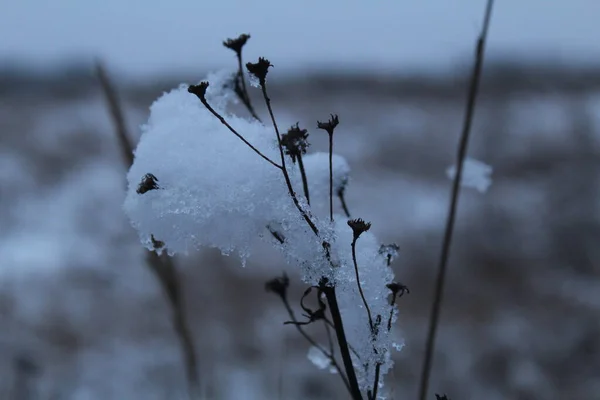 冬天冰雪覆盖下的树枝 寒冷的颜色 冬季风景 — 图库照片