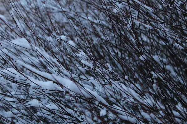 Rami Cespugli Albero Ghiaccio Neve Inverno Colori Freddi Paesaggio Invernale — Foto Stock