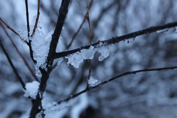 Rami Cespugli Albero Ghiaccio Neve Inverno Colori Freddi Paesaggio Invernale — Foto Stock