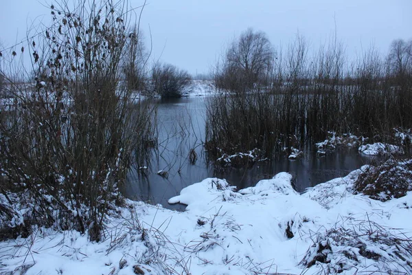 Зимний Пейзаж Холодного Цвета Снежные Кусты Вода Облачный День Лед — стоковое фото