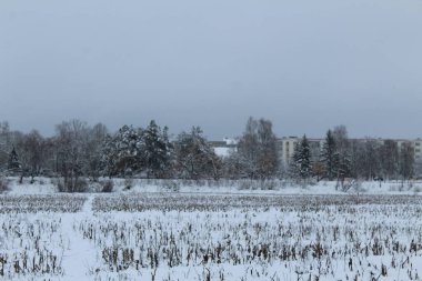 Tarla kışın karla kaplıdır. Bitkilerin kışın kalıntıları. tarım.