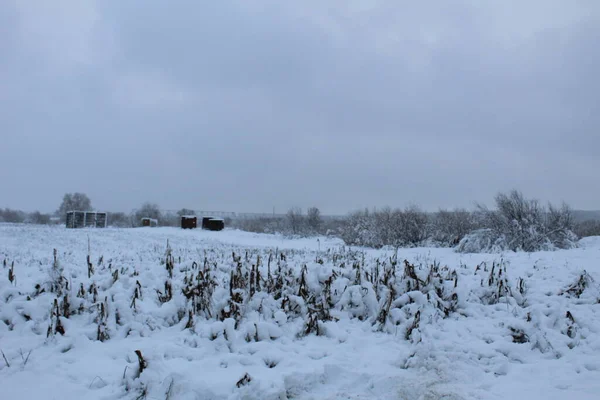 Campo Coperto Neve Inverno Resti Piante Inverno Agricoltura — Foto Stock
