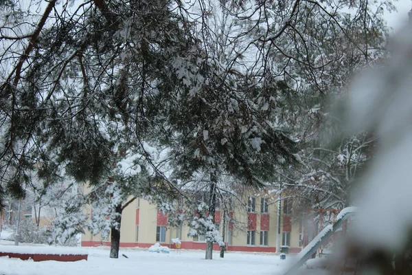 雪地里的云杉树枝 公园内的冬季园林绿化 — 图库照片