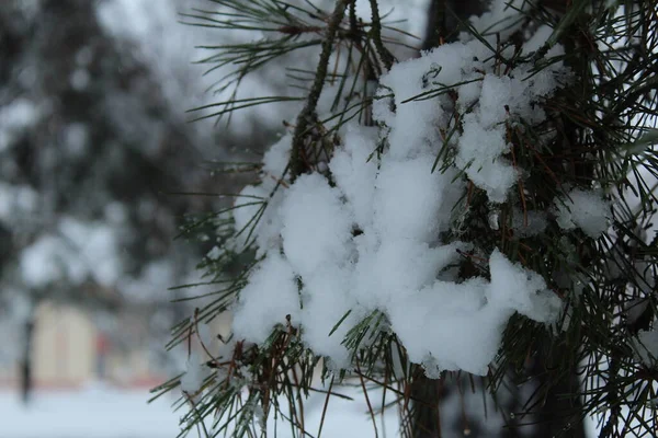Grenar Gran Tall Snön Vinterlandskap Träd Parken — Stockfoto