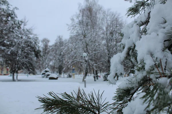 Kışın Şehir Parkı Ağaçlar Kışın Karda Noel Ağaçlarını Yerlerdi Kış — Stok fotoğraf