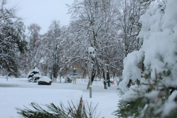 Városi Park Télen Utak Padfái Télen Karácsonyfát Ettek Hóban Téli — Stock Fotó