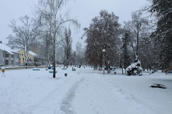 Park Miejski Zimą Ławki Jadły Choinki Zimą Śniegu Zimowe Spacery — Zdjęcie stockowe