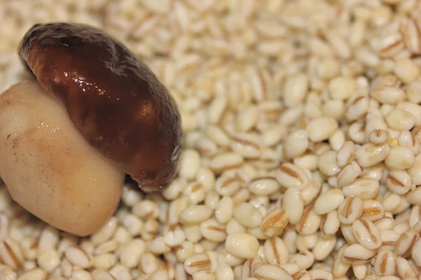 mantar ve pearl arpa 2