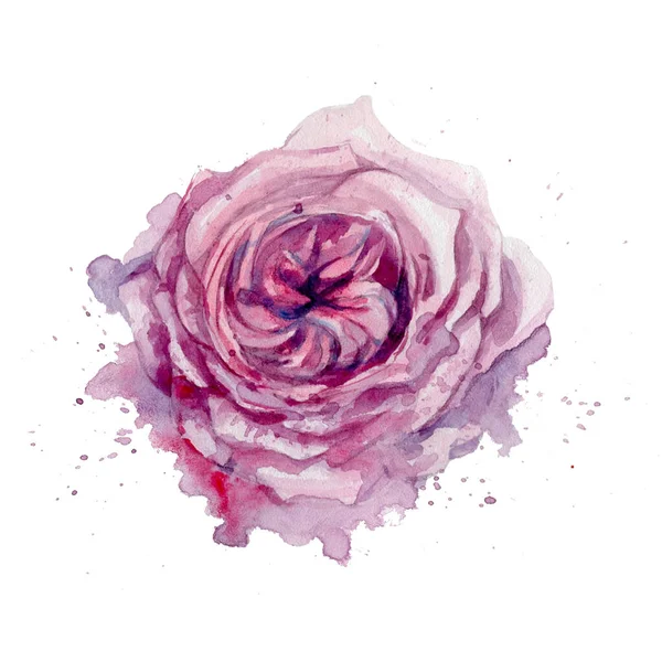 Ροζ Λουλούδι Ροζ Μωβ Ροζ Κηλίδες Λευκό Φόντο Απομονωμένο Τριαντάφυλλο — Φωτογραφία Αρχείου