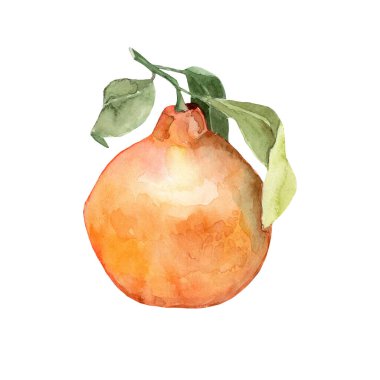 Yeni yılın suluboya portakal rengi mandalinası yapraklı