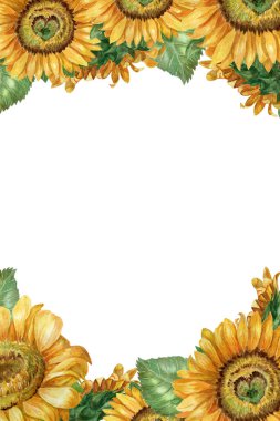 beyaz arkaplanda suluboya ayçiçekleri olan turuncu kartpostal