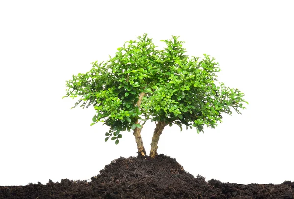 Pequeño árbol aislado sobre fondo blanco — Foto de Stock