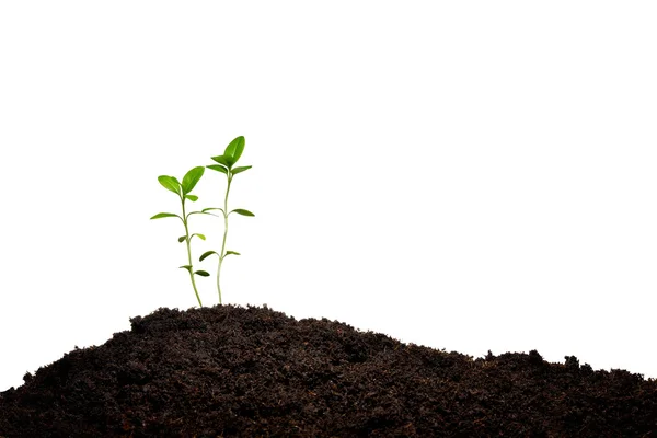 Jonge plant nieuw leven, geïsoleerd op witte achtergrond — Stockfoto