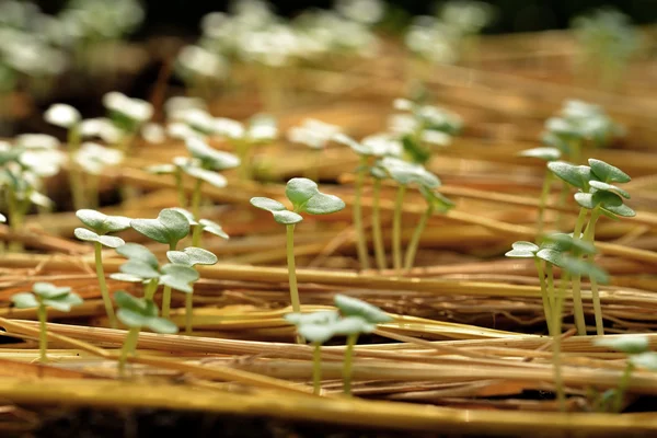 Skupina zelené výhonky rostoucí ven z půdy — Stock fotografie