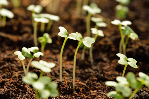 Jonge plant in de ochtend licht op de natuur achtergrond — Stockfoto