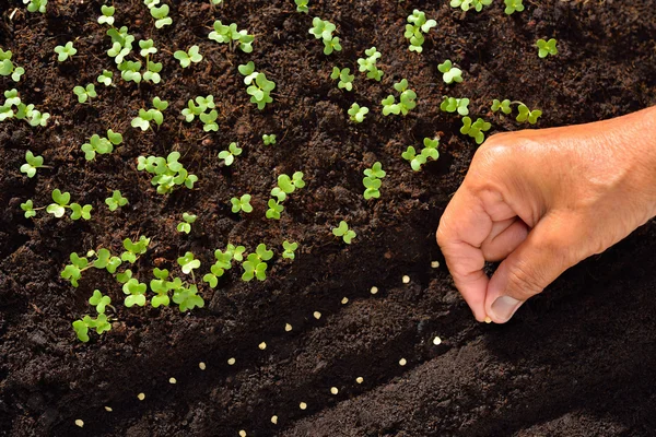 Close-up farmer's hand het planten van een zaad in de bodem — Stockfoto