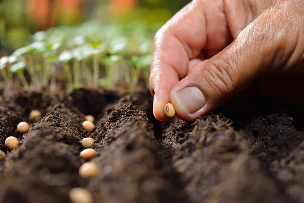 Szczegół rolnik ręka sadzenia nasion w glebie — Zdjęcie stockowe