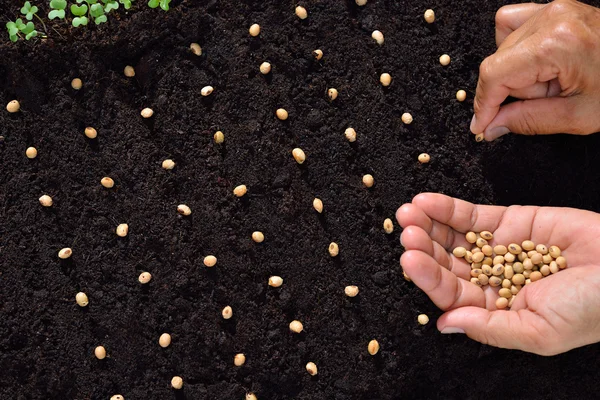 Farmer\'s hand planting seed in soil