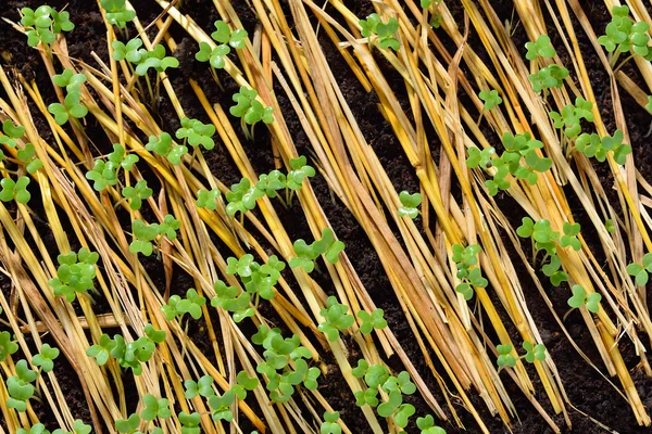 Grupo de brotos verdes que crescem do solo — Fotografia de Stock