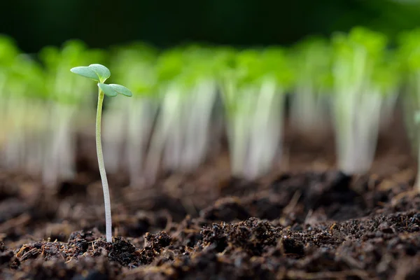 Jovem planta na luz da manhã no fundo da natureza — Fotografia de Stock