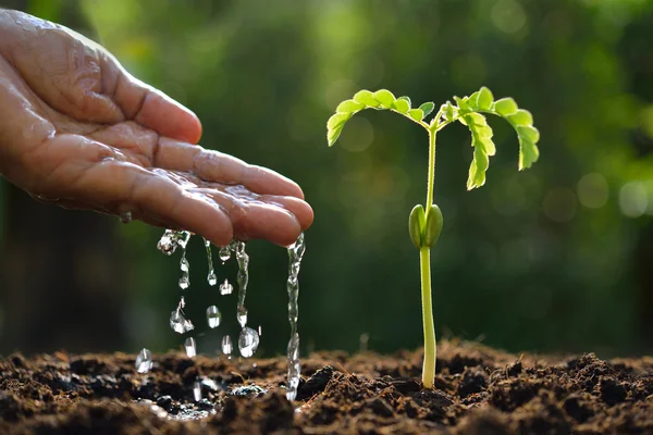 Die Hand des Bauern gießt eine junge Pflanze — Stockfoto