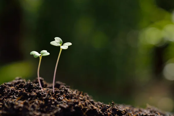 Jonge plant in de ochtend licht op de natuur achtergrond — Stockfoto