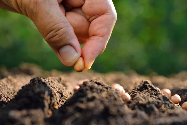 Primo piano mano dell'agricoltore piantare un seme nel terreno — Foto Stock