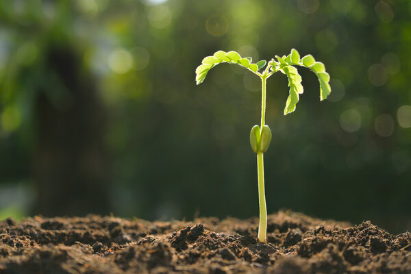 Young plant in the morning light on nature background