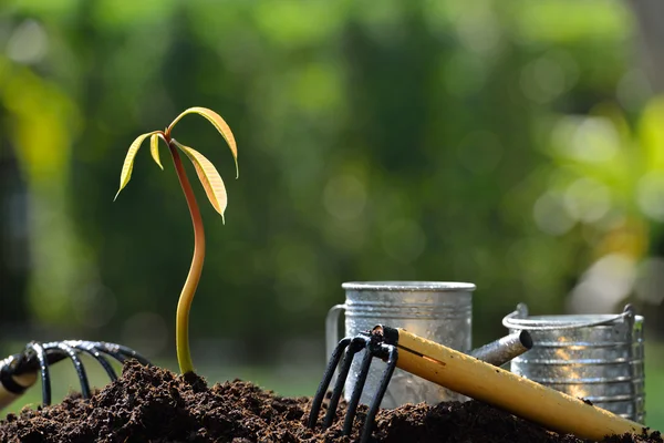 Planta joven con herramientas de jardinería en la luz de la mañana en el fondo de la naturaleza — Foto de Stock