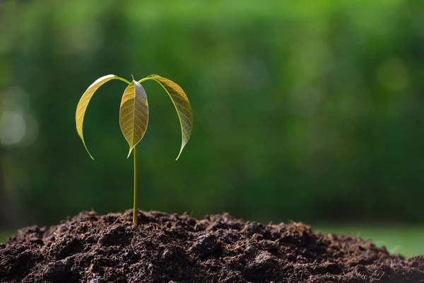 Young plant in the morning light on nature background — Stock Photo, Image