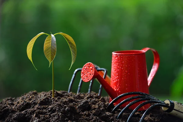 Planta joven con herramientas de jardinería en la luz de la mañana en el fondo de la naturaleza —  Fotos de Stock