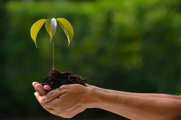 Bauern halten eine grüne junge Pflanze in den Händen — Stockfoto