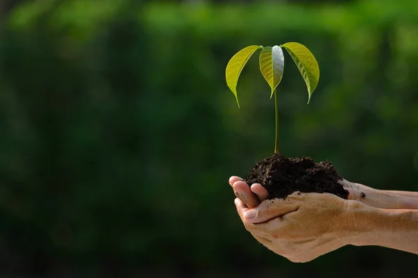 Les mains du fermier tenant une jeune plante verte — Photo