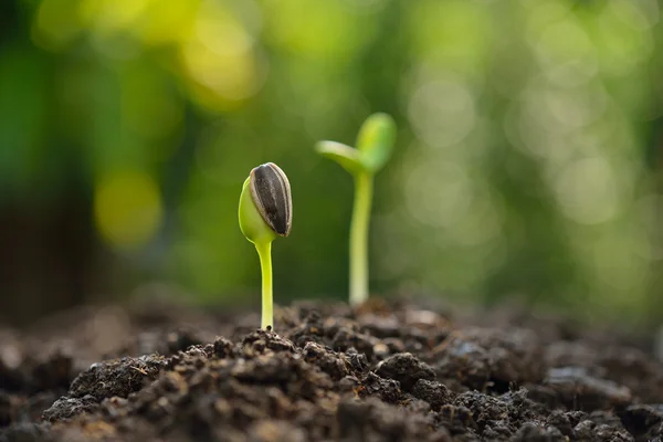 Broto verde crescendo a partir de sementes sentadas no solo — Fotografia de Stock
