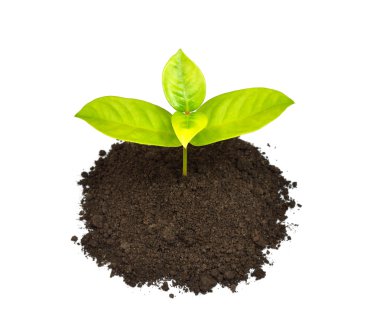 Topraktan çıkan yeşil filizler beyaz arka planda izole edilmiş.