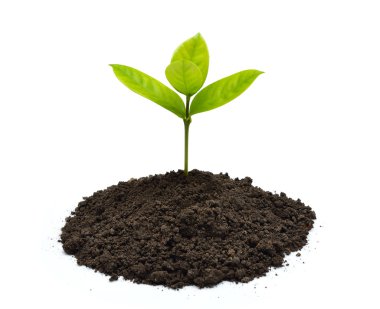 Topraktan çıkan yeşil filizler beyaz arka planda izole edilmiş.