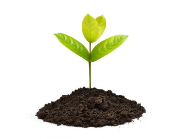 Topraktan çıkan yeşil filizler beyaz arka planda izole edilmiş.