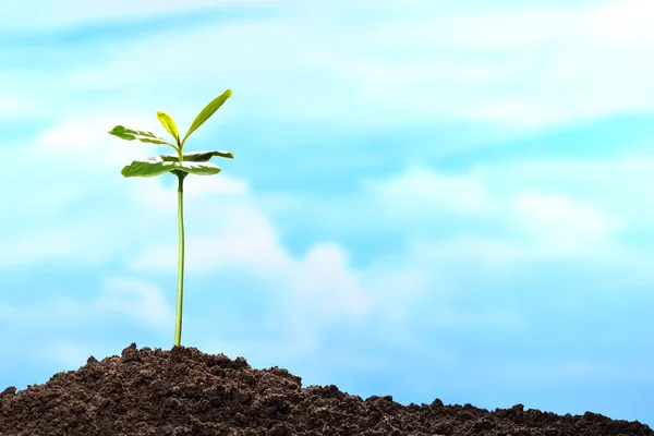 Grüne Sprossen wachsen aus der Erde am Himmel Hintergrund — Stockfoto