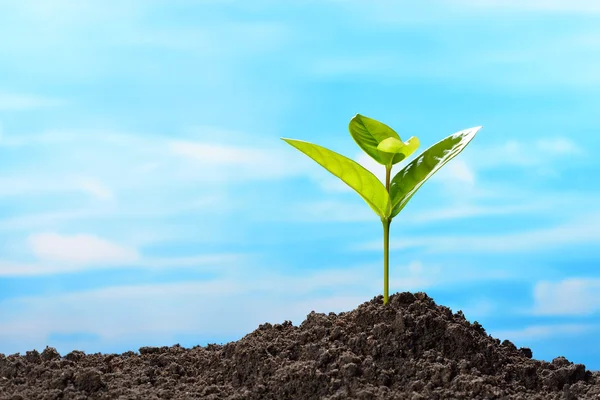 Groene sprout groeien uit uit bodem op hemelachtergrond — Stockfoto