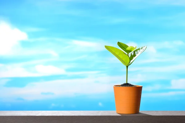 Young plant in pot on sky background — Stock Photo, Image